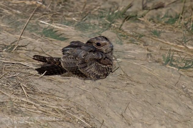 Succiacapre, Caprimulgus europaeus, nightjar, Ziegenmelker, chotacabras gris, chotacabras europeo, Engoulevent d'Europe,