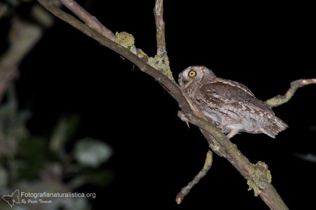 assiolo, otus scops, scops owl, Petit duc-scops, Autillo europeo, Zwergohreule,
