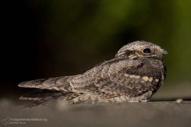 Succiacapre, Caprimulgus europaeus, nightjar, Ziegenmelker, chotacabras gris, chotacabras europeo, Engoulevent d'Europe,