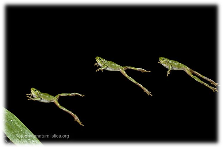 Raganella italiana, Hyla intermedia, Italian tree frog, Italienischer, Laubfrosch,  ranita italiana 