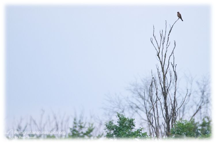 falco cuculo, Falco vespertinus, red-footed_falcon, rotfussfalke,  