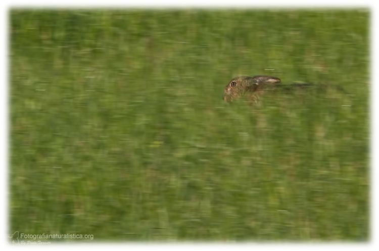 Lepre, lepus europaeus, lievre, feldhase, livre d'Europe, European Hare