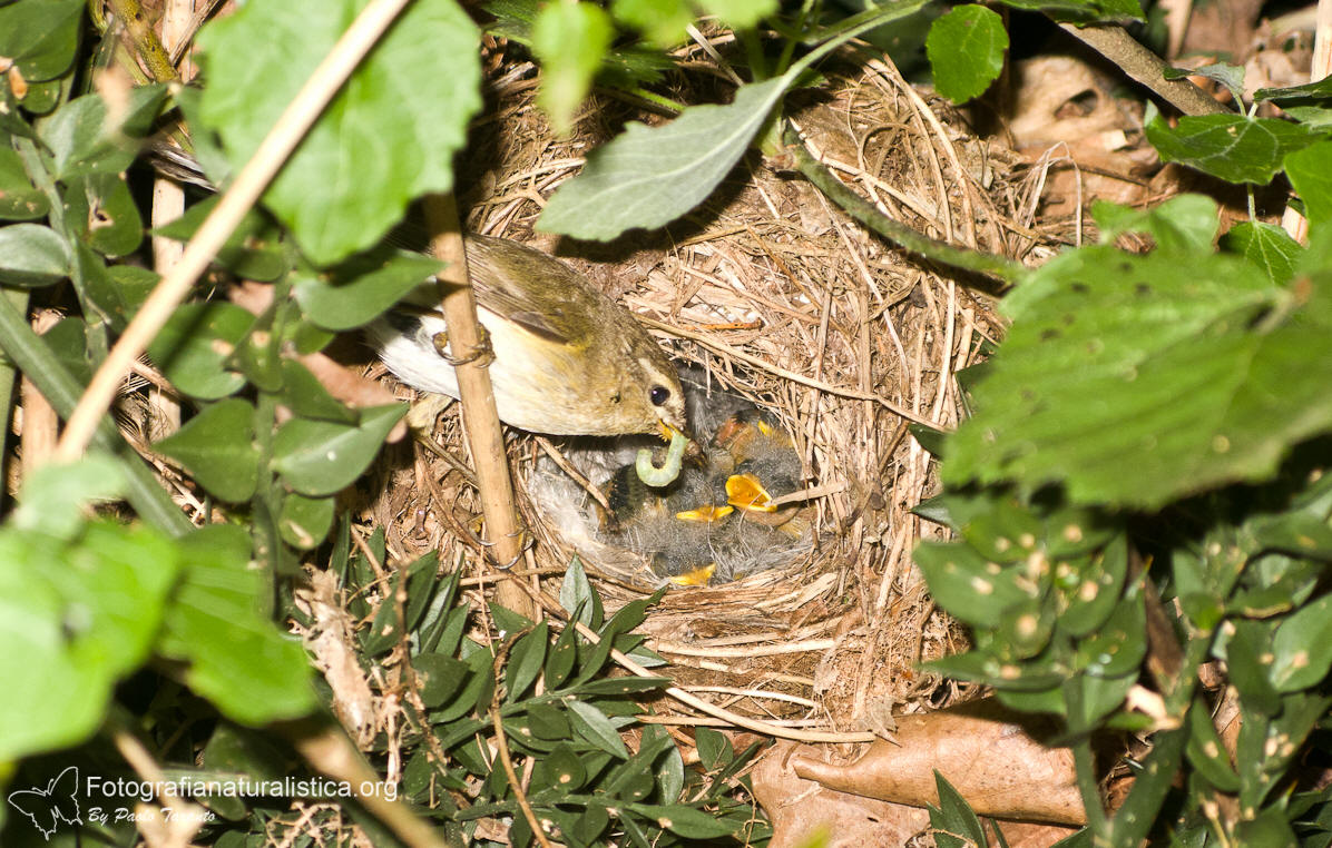 Lui piccolo, Phylloscopus collybita, Common chiffchaff, zilpzalp, 