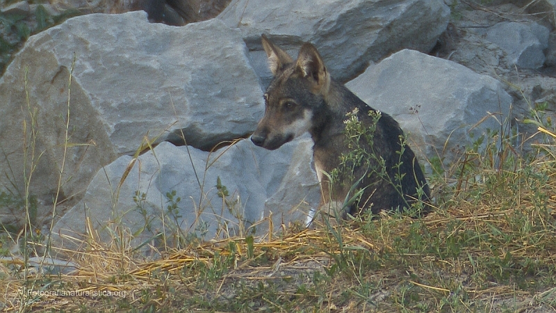 Lupo appenninico, Canis lupus italicus, appennine wolf, eurasian wolf, lobo europeo, lobo comun, Loup gris commun,  