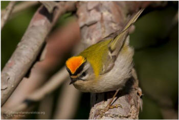 Fiorrancino, regulus ignicapillus, firecrest Sommergoldhhnchen, reyezuelo listado, Roitelet  triple bandeau