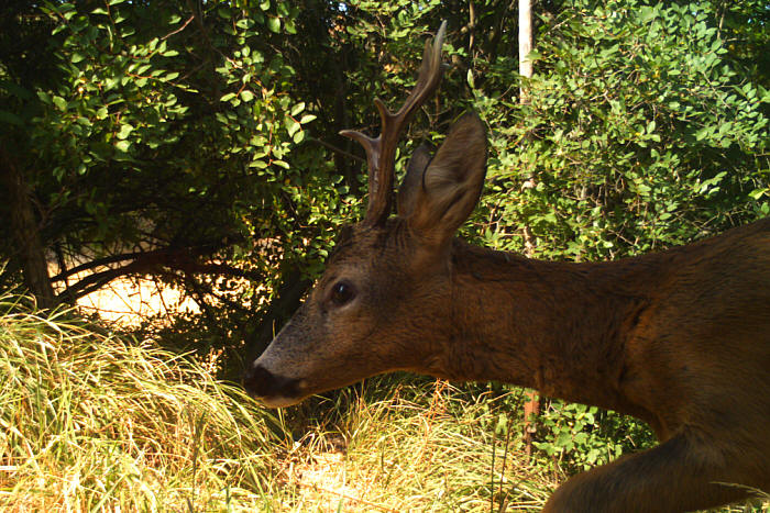 Capriolo, capreolus capreolus, roe deer, Reh, corzo, chevreuil. 