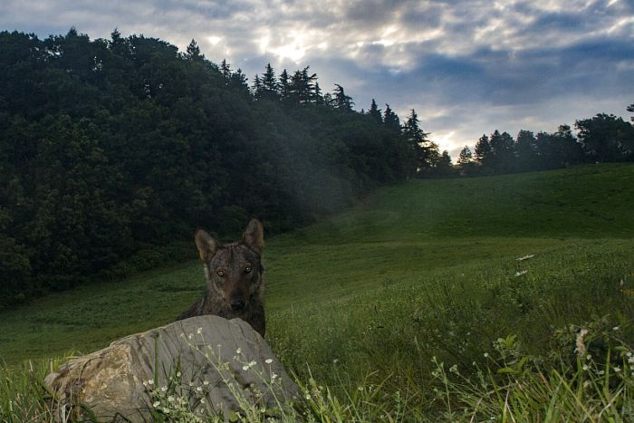 Lupo appenninico, Canis lupus italicus, appennine wolf, eurasian wolf, lobo europeo, lobo comun, Loup gris commun,  