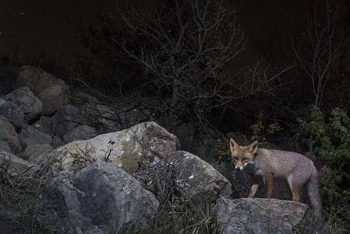 volpe, vulpes vulpes, red fox, Rotfuchs, zorro comn, zorro rojo, Renard roux