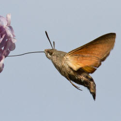 Macroglossum stellatarum