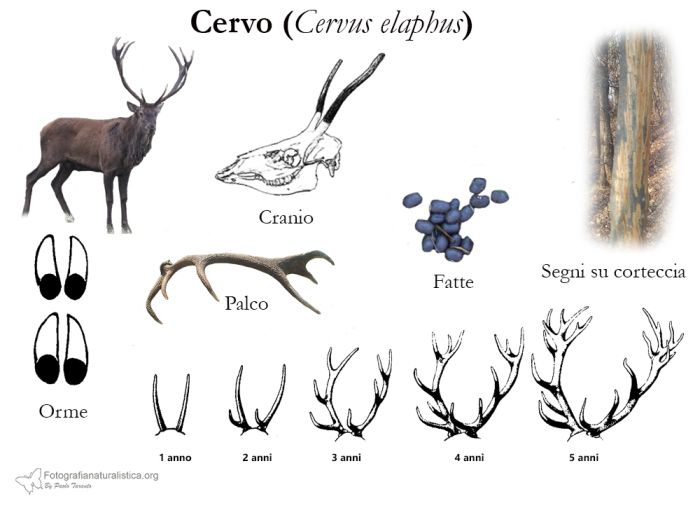 tracce, impronte, pista, sentiero, escrementi, fatte, tana, pelo, Cervo, cervus elaphus, red deer, ciervo cerf, elaphe rothirsch,