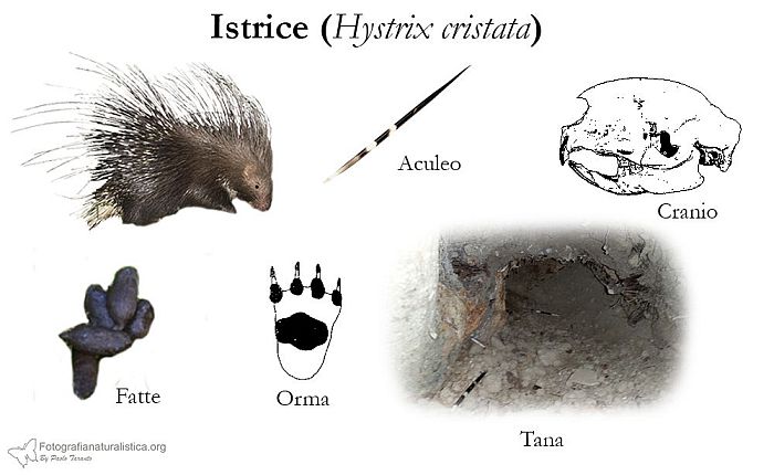 tracce, impronte, pista, sentiero, escrementi, fatte, tana, pelo, Istrice, hystrix cristata, crested porcupine,   puercoespn crestado, Gewhnliche Stachelschwein, Porc-pic  crte,  