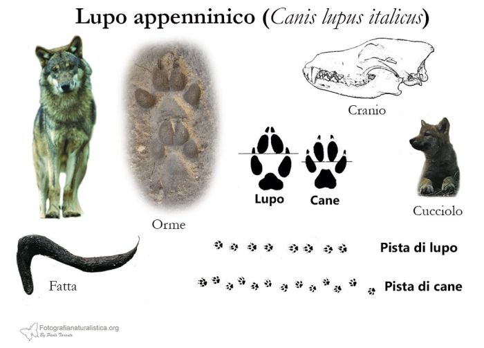 tracce, impronte, pista, sentiero, escrementi, fatte, tana, pelo, Lupo appenninico, Canis lupus italicus, appennine wolf, eurasian wolf, lobo europeo, lobo comun, Loup gris commun,  