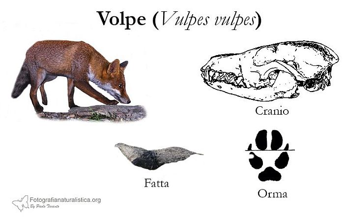 tracce, impronte, pista, sentiero, escrementi, fatte, tana, pelo, volpe, vulpes vulpes, red fox, Rotfuchs, zorro comn, zorro rojo, Renard roux