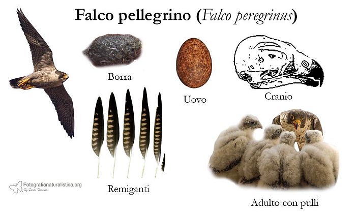 tracce, penne, nido, uova, borre, falco pellegrino, falco peregrinus,  brookei , peregrine falcon, Wanderfalke, halcn peregrino, Faucon plerin,