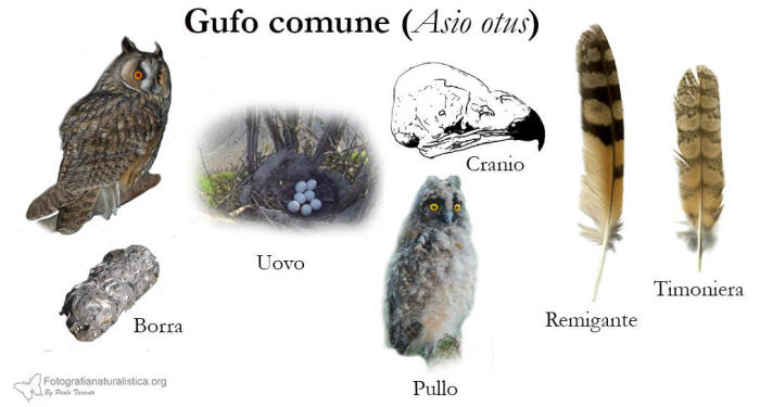 tracce, penne, nido, uova, borre, Gufo comune, asio otus, long eared owl, Waldohreule, bho chico, Hibou moyen-duc, 