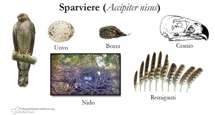 tracce, penne, nido, uova, borre, Sparviere, accipiter nisus, eurasian sparrowhask, sperber, gavilan comun, epevier